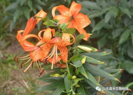 1553131783113190.png 1-5.png