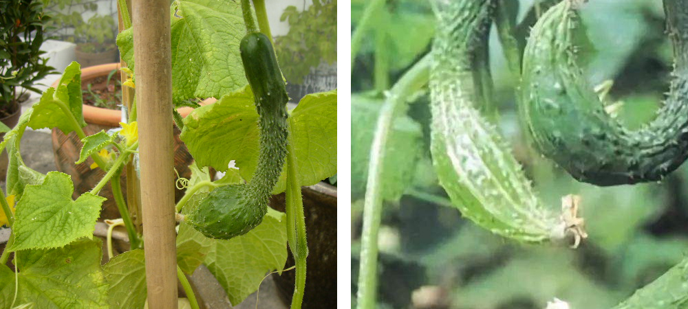 1561775994201776.jpg 大肚子黃瓜.jpg