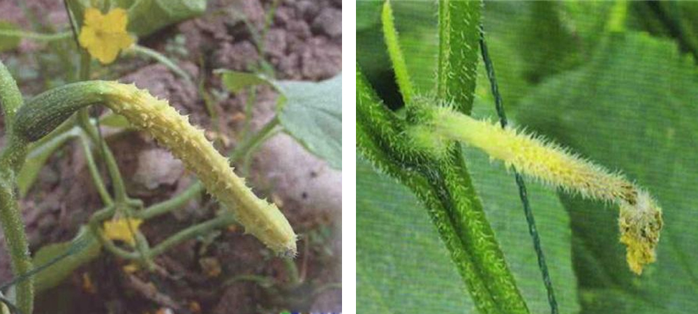 1561780218844756.jpg 黃瓜化瓜.jpg