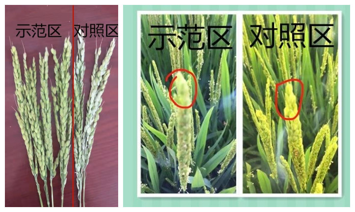 1592379804878554.jpg 24_副本2_副本.jpg